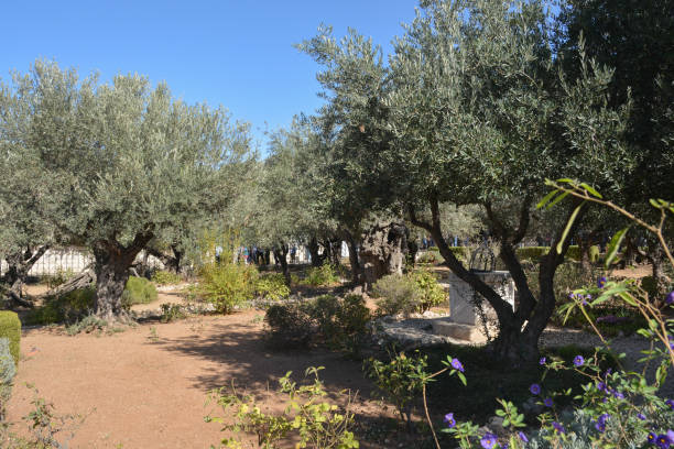 istock Garden of Gethsemane. 1350672889