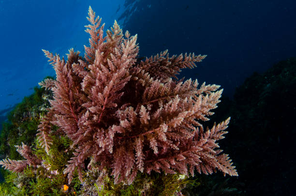 Mediterranean Underwater stock photo
