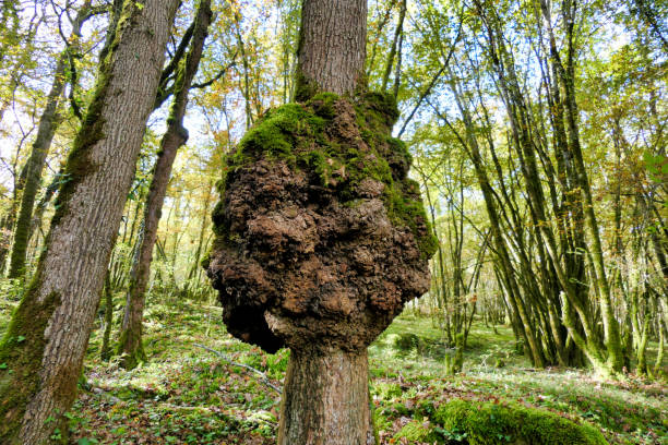 oak burl - tree resin imagens e fotografias de stock