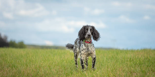 proud young proud english springer spaniel dog is standing in the grass in a green meadow - springer spaniel dog pets animal imagens e fotografias de stock
