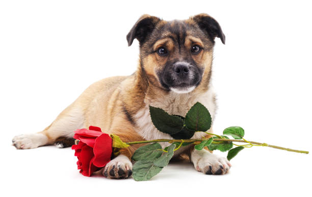 istock Puppy with a rose. 1350674346
