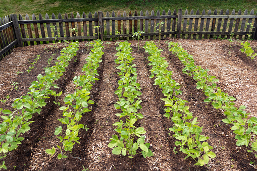 Rows of small green crops growing in a fenced in home vegetable garden in the Midwest