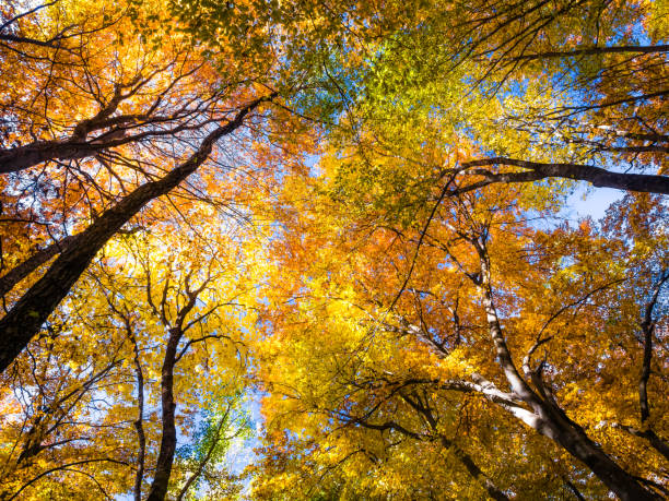 istock Autumn season background with colorful trees and space for text 1350675617