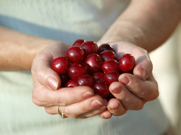 istock Heap of Fresh Cherry Fruits 1350675680