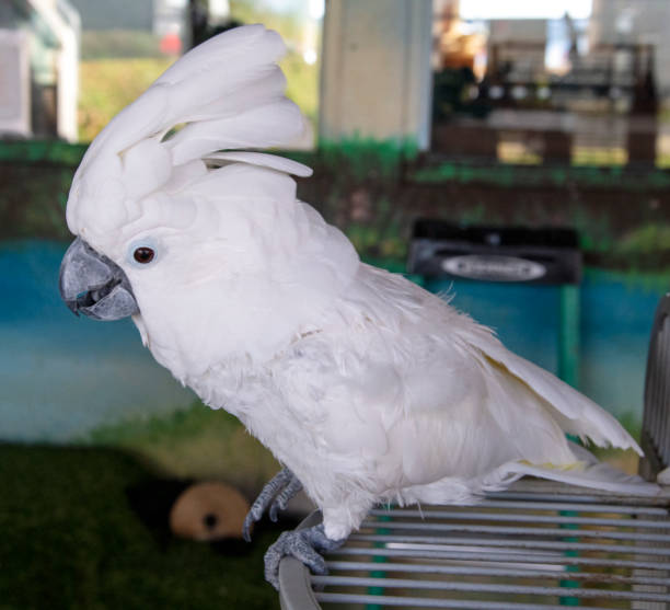 istock Birds of Florida 1350676655