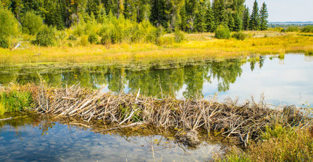 beaver dam across the river beaver dam across the river creating still water for reflections beaver dam stock pictures, royalty-free photos & images