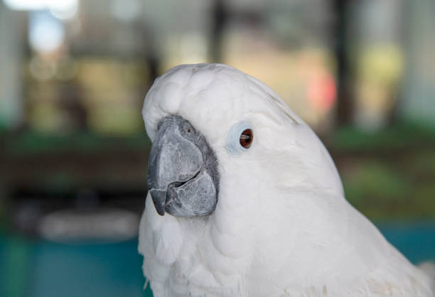 istock Birds of Florida 1350676911