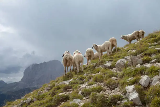 Brillenschaf sheep in an Italian mountain  pasture