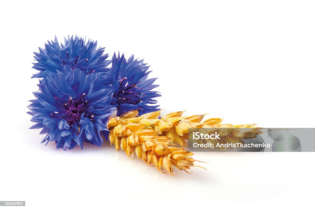 Cornflowers e orecchie - Foto stock royalty-free di Bellezza naturale
