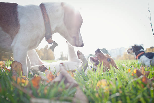 animals stock photo