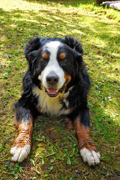 istock Bernese Mountain dog lying on the grass on a sunny day 1350682906