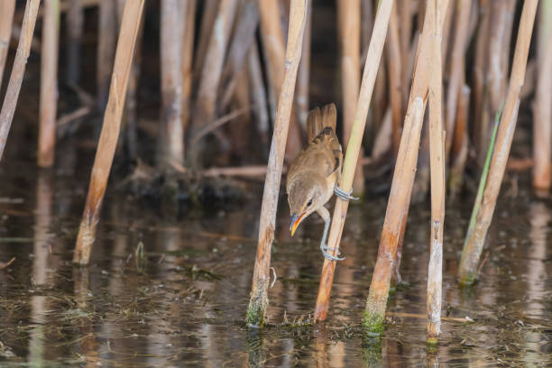 reed warbler, Acrocephalus scirpaceus, sitting on the reed reed warbler, Acrocephalus scirpaceus, sitting on the reed. The bird is looking for food in the water. marsh warbler stock pictures, royalty-free photos & images