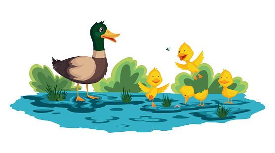 Mother duck and little ducklings walking or swims on the water. Cartoon wild bird with cute yellow babies. Duck family cartoon vector illustration.