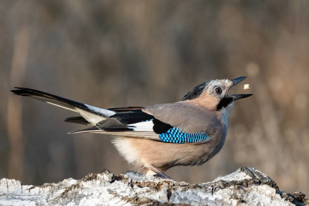 istock Eurasian jay Garrulus glandarius portrait close up 1350682990