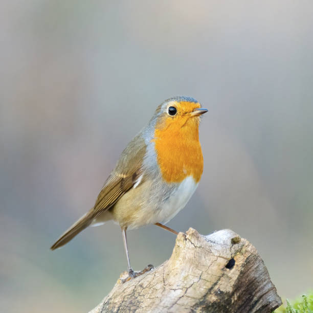 istock Garden birds. Robin Erithacus rubecula in the wild 1350682993