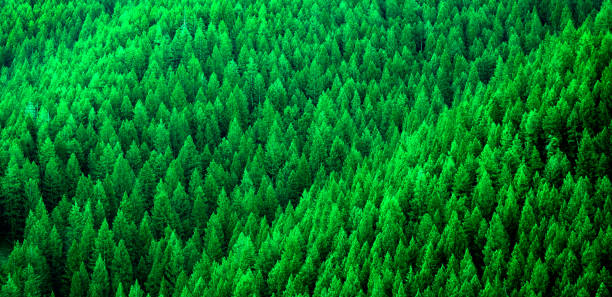 istock Forest of pine trees in wilderness mountains rugged environment 1350683253
