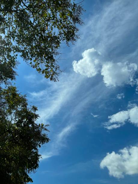 istock The sky above and the trees 1350683293