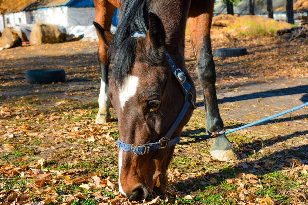 istock Horse head, close-up. 1350683359