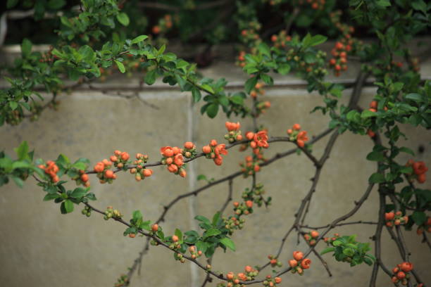 istock Flowering bent branches of quince. 1350685544