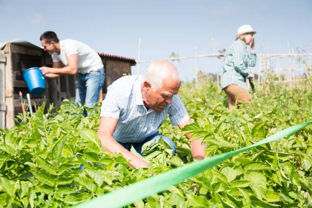istock Friendly family weed potatoes on the field 1350688324