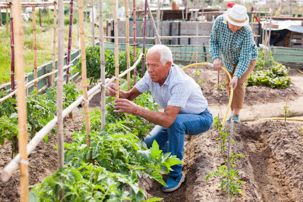 istock Friendly family weed tomatoes work in the garden 1350688865