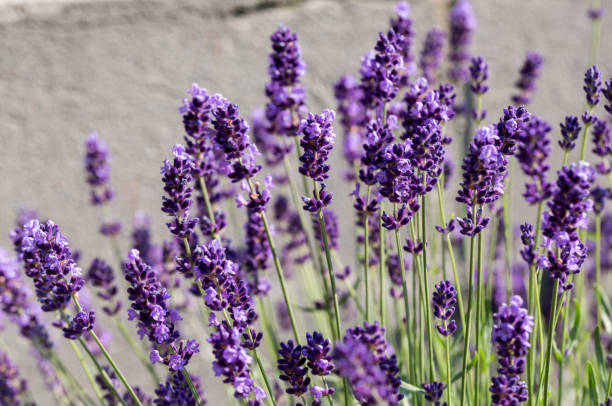 Garden with the flourishing Lavender stock photo