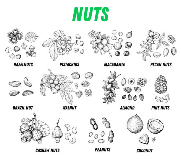 kolekcja orzechów ręcznie rysowany szkic. ilustracja wektorowa. koktajl orzechowy. ekologiczna zdrowa żywność. projektowanie opakowań orzechów. grawerowany styl. kolor czarno-biały - pine nut stock illustrations