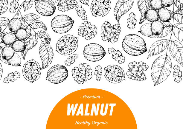 ilustraciones, imágenes clip art, dibujos animados e iconos de stock de boceto dibujado a mano de nueces de nuez. ilustración vectorial de frutos secos. alimentos orgánicos saludables. ideal para el diseño de envases. estilo grabado. color blanco y negro. - walnut tree walnut nut branch