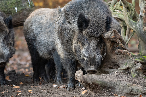 Photo of boar