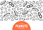 Peanuts hand drawn sketch. Nuts vector illustration. Organic healthy food. Great for packaging design. Engraved style. Black and white color.