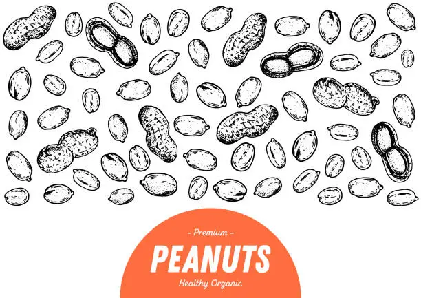 Vector illustration of Peanuts hand drawn sketch. Nuts vector illustration. Organic healthy food. Great for packaging design. Engraved style. Black and white color.