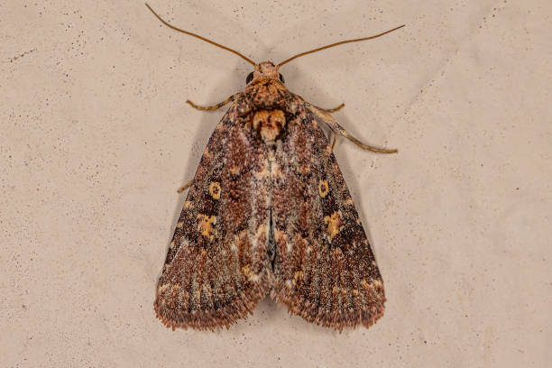 istock Adult Cutworm Moth 1350692705