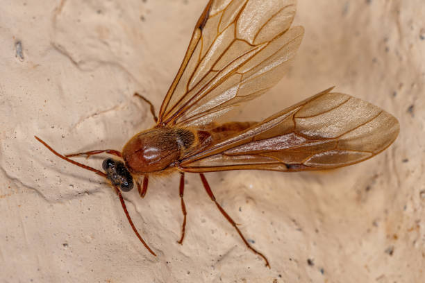 Adult Male Winged Ant Adult Male Winged Ant of the Subfamily Dorylinae anthropoda stock pictures, royalty-free photos & images