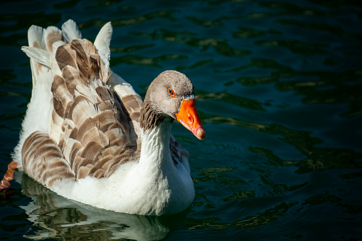 View of a goose perching on tranquil water.