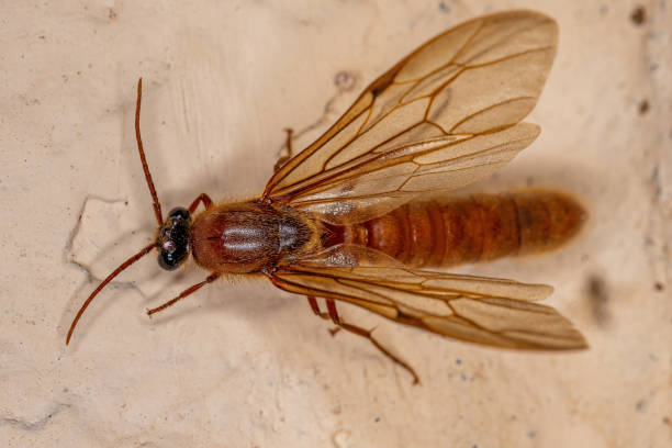 Adult Male Winged Ant Adult Male Winged Ant of the Subfamily Dorylinae anthropoda stock pictures, royalty-free photos & images