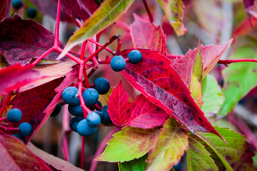 Maiden grape (lat.Parthenocissus) is a genus of plants in the grape family. About a dozen species of this genus are known from Asia and North America. Several types of maiden grapes are used for decorative purposes, the berries are inedible.