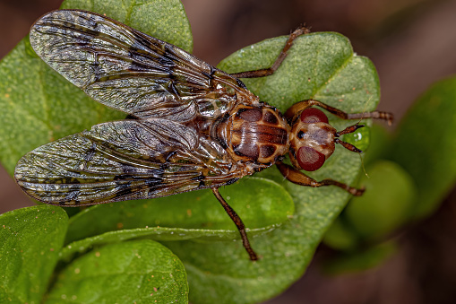 Adult Scarab Pursuing Fly of the Family Pyrgotidae