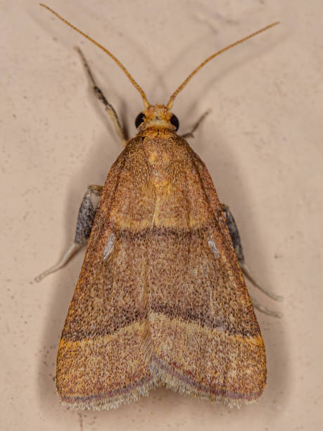 istock Adult Scaly-legged Pyralid Moth 1350692910