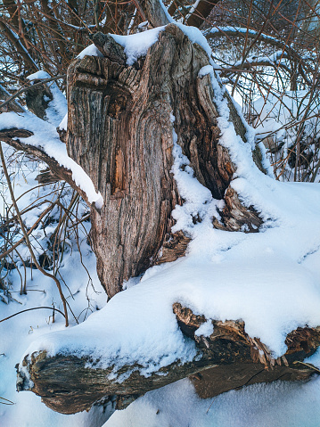 Old beautiful textured tree stump in winter in the forest covered with snow. Beautiful winter landscape.