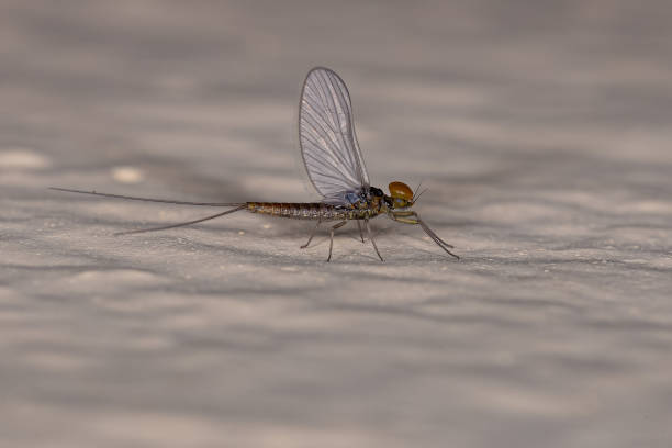 dorosły samiec mayfly - baetis zdjęcia i obrazy z banku zdjęć