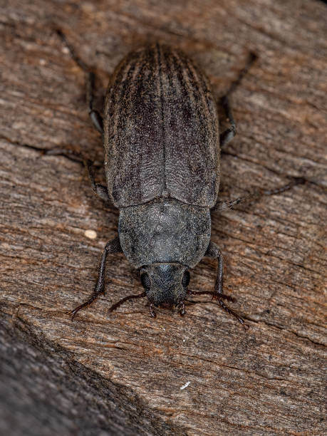istock Adult Darkling Beetle 1350693592