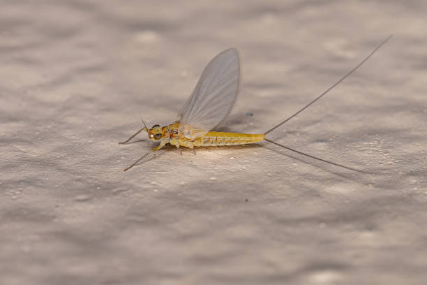 dorosła samica mayfly - baetis zdjęcia i obrazy z banku zdjęć