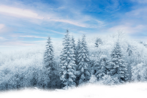 Winter trees in mountains covered with fresh snow