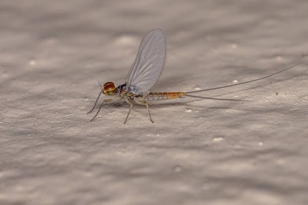 dorosły samiec mayfly - baetis zdjęcia i obrazy z banku zdjęć