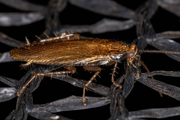 istock Adult Wood Cockroach 1350693894