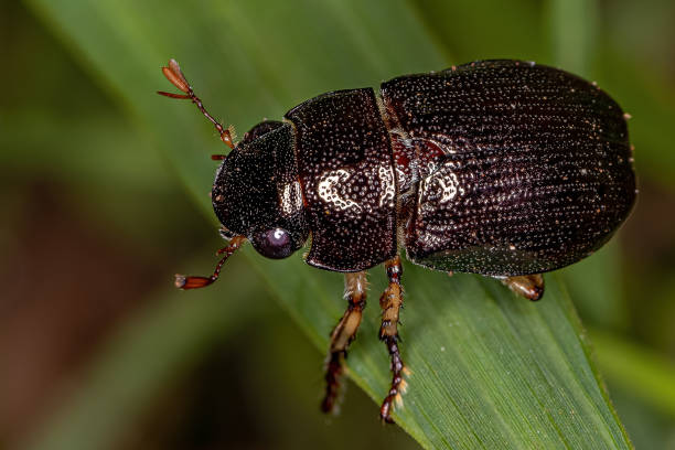 istock Adult Shining Leaf Chafer Beetle 1350693913