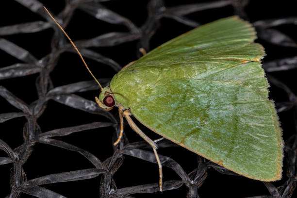 istock Adult Moth Insect 1350693982
