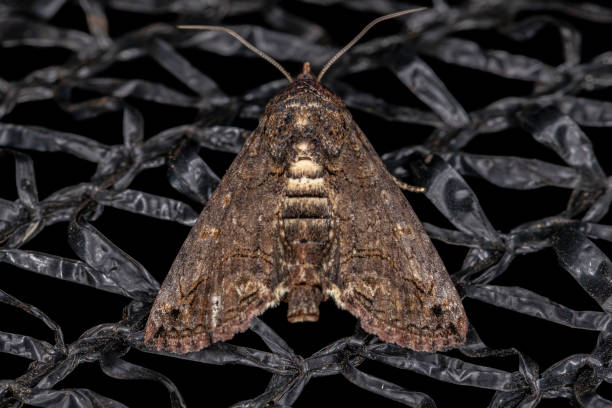 istock Adult Moth Insect 1350693985