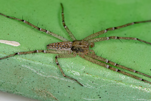 Adult Male Running Crab Spider of the Family Philodromidae