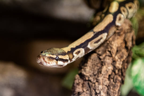 istock Royal python snake. Reptile and reptiles. Amphibian and Amphibians. 1350694312
